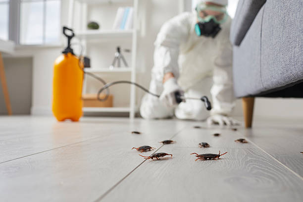 Post-Treatment Bed Bug Interceptor Monitoring in Succasunna